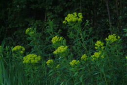 Euphorbia palustrisMoeraswolfsmelk bestellen